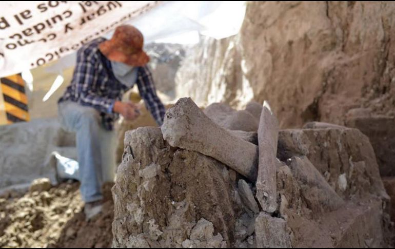 Arqueólogos laboran para constatar la magnitud del hallazgo de restos óseos de mamut que se encuentran dispersos en un área de casi 300 metros cuadrados. NTX/ESPECIAL