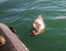 La vaquita marina y la totoaba, endémicas del Golfo de California, quedan atrapadas en las redes de enmalle. AFP/Sea Shepherd Conservation Society