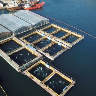 Putin arruina su reputación por cárcel de ballenas