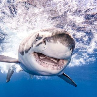 México rastrea tiburones para conservar ecosistemas marinos