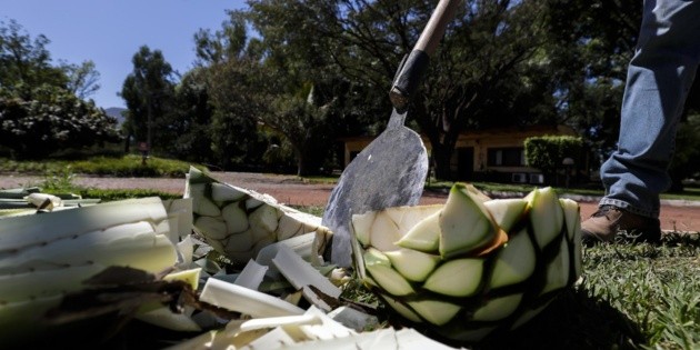 M&eacute;xico celebra este s&aacute;bado el D&iacute;a Nacional del Tequila