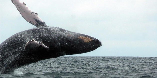 La ballena jorobada, una acr&oacute;bata de los oc&eacute;anos, visita M&eacute;xico