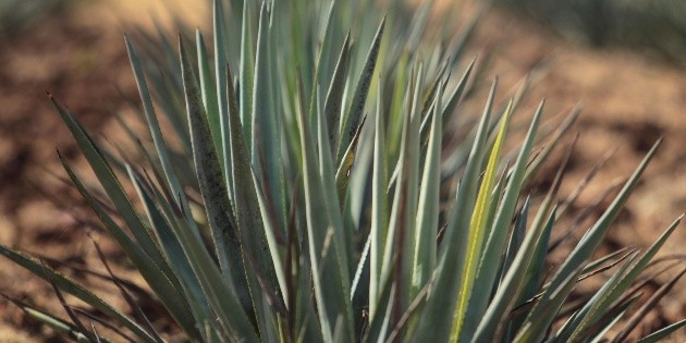 Celebran el D&iacute;a Nacional del Tequila