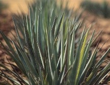 El tequila se sigue consolidando en el mundo. EL INFORMADOR/Archivo