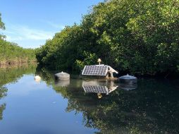Actualmente, trabajan en el área de medio ambiente con acciones de mitigación en El Salado. NTX / ARCHIVO