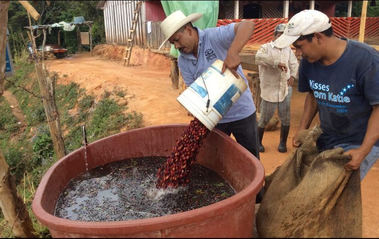 Para este año, los caficultores colombianos estiman producir unos 14 millones de sacos de café y prevén exportar 13 millones de sacos de 60 kilos. NTX/ ARCHIVO