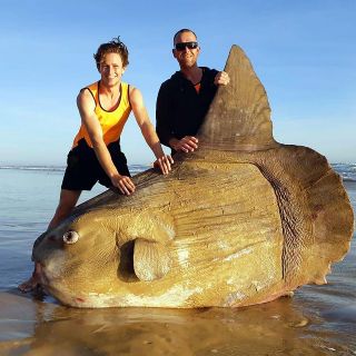 Hallan un pez luna gigante encallado en una playa de Australia