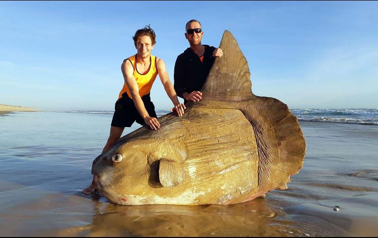 Hallan un pez luna gigante encallado en una playa de Australia