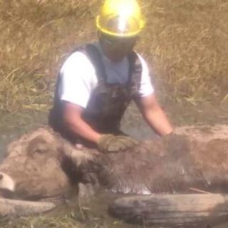 Bomberos de Guadalajara rescatan a vaca atorada en canal