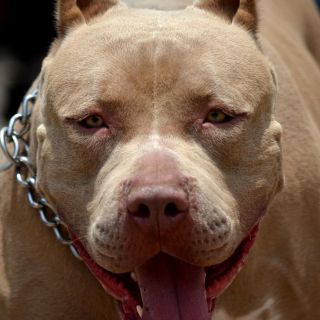 Pitbulls matan a su dueña en Texas