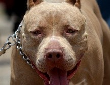 Autoridades continúan con la investigación del ataque animal. EL INFORMADOR/ARCHIVO