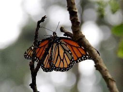 Las mariposas monarca pasan el invierno en nuestro país. NOTIMEX