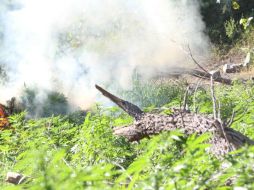 Autoridades iniciaron con las investigaciones pertinentes sobre estos hallazgos. EL INFORMADOR / ARCHIVO