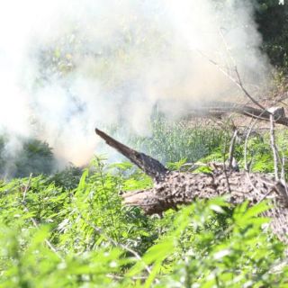 Decomisan más de 200 kilos de mariguana en Jalisco