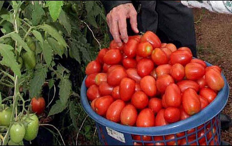 De no seguir con este acuerdo, el mercado estadounidense del tomate funcionará libremente por primera vez en 22 años. NTX/ARCHIVO