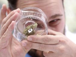 La subsecretaría de Industria y Comercio de la Secretaría de Economía concluyó que los lineamientos van en contra de la normatividad de regulaciones no arancelarias al comercio exterior. AP/Archivo