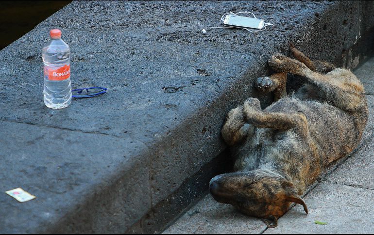 Así como las personas sufren de afectaciones por el calor intenso, los perros también pueden llegar a padecer insolaciones, quemaduras solares o hasta golpes de calor. NTX / ARCHIVO