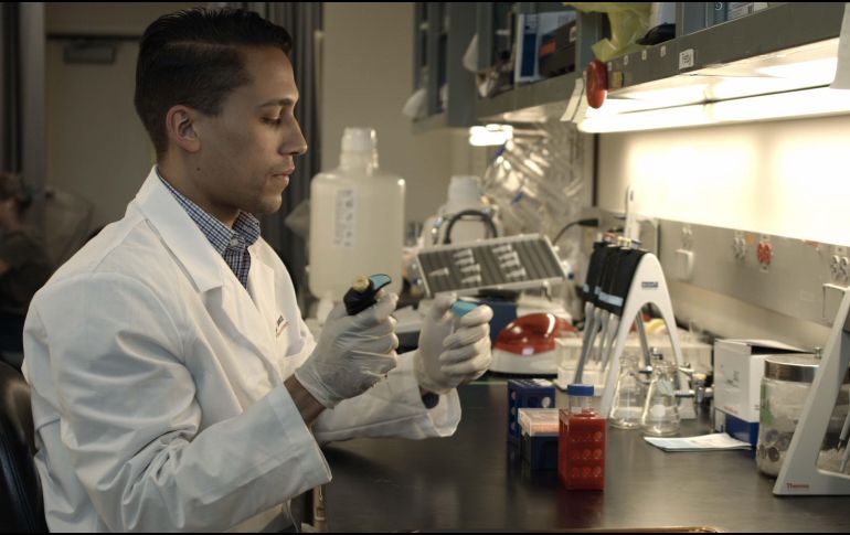 La información se puede usar para entender cómo los mosquitos encuentran a la gente y para crear nuevos olores que bloqueen o alteren los que atraen al mosquito. EFE / CORTESÍA