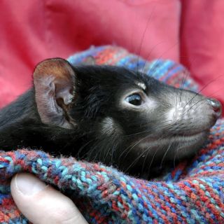 Cáncer contagioso amenaza la extinción del demonio de Tasmania