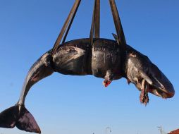 El plástico es una de las principales amenazas a la vida marina y, en los últimos dos años, ha matado al menos a cinco ballenas más alrededor del mundo. AP / SEAME Sardinia Onlus