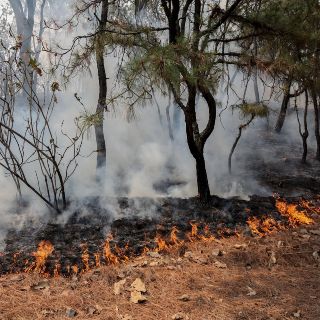Detienen a un hombre por provocar incendio en Bosque La Primavera