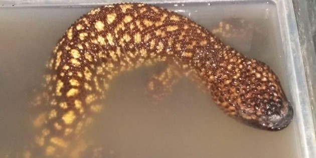 Aseguran lagarto enchaquirado en la Central Camionera en Tlaquepaque