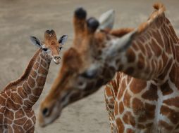 Más de 28 mil personas votaron por el nombre que llevará la nueva habitante del lugar. AFP / R. Schemidt