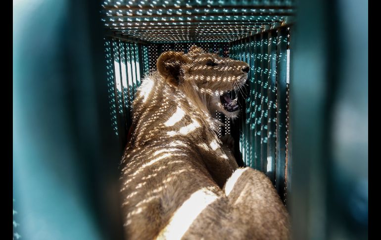Una leona en su jaula. Los animales fueron sedados para el traslado.