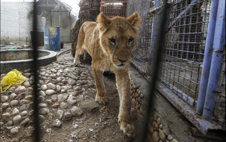 Una leona malnutrida se ve en el recinto.