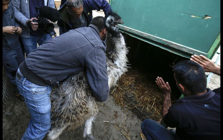 Trabajadores del zoológico y de la organización empujan a un emú a una jaula.