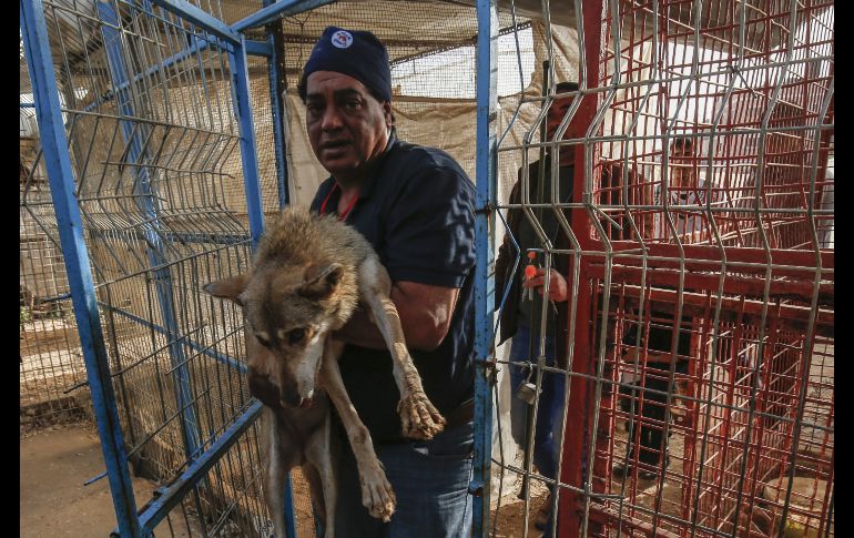 Un integrante de la organización internacional Four Paws carga un zorro en el zoológico de Rafah.