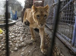 Evacuan a 43 animales por malas condiciones de zoológico en Gaza