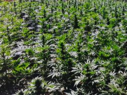 El operativo fue realizado por marinos, policías militares, estatales y ministeriales. ARCHIVO / NTX