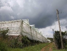 El CIVAT estará orientado a crear vínculos entre productores, investigadores e inversores para lograr el mejoramiento de la actividad agrícola en Jalisco. EL INFORMADOR/ ARCHIVO