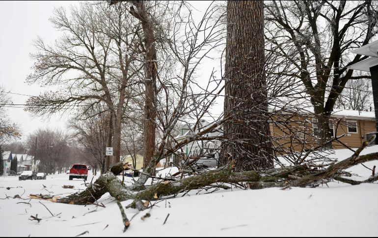 Un árbol derrumbado por las ventiscas queda en medio de la calle; piden a la población extremar precauciones al conducir debido a que los caminos se encuentran en mal estado. AP/B. Sanchez