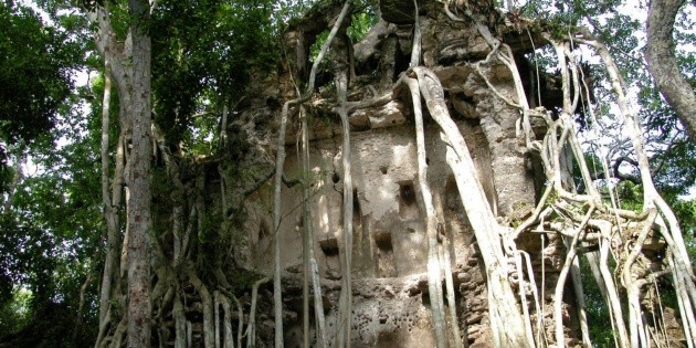 Anuncian operativo para evitar saqueo de selva de Calakmul