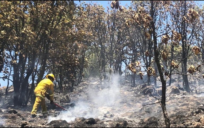 El próximo 27 de abril, brigadas de voluntarios limpiarán el bosque para disminuir el riesgo de incendios causados por la basura. TWITTER/PCJalisco
