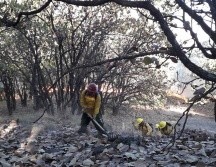 La Semadet invita a la población a las jornadas de limpieza que organiza el OPD Bosque La Primavera en esta temporada. TWITTER / @ReporteForestal