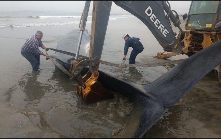 La Armada y los lugareños no pudieron salvar al animal acuático y tuvieron que trasladar su cuerpo sin vida. Armada chilena