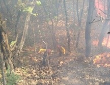 Personal de Bomberos Zapopan envía elementos para la zona. No obstante, la Unidad Estatal de Protección Civil y Bomberos mantiene a todo su personal enfocado en este momento en el combate del incendio en el vertedero Los Laureles. TWITTER/ @ReporteForestal