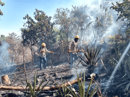 El siniestro no estaba dentro del área natural protegida del Bosque La Primavera. TWITTER / @UMPCyBZ