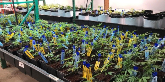 Gigante de mariguana compra a rival por tres mil 400 MDD