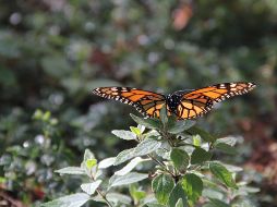 La mariposa Monarca sale de los bosques del sur de Canadá y norte de EU alrededor de agosto y septiembre de cada año, para llegar en invierno en la Reserva de la Biosgera del Estado de México y Michoacán. NTX / ARCHIVO