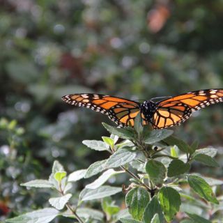 En peligro, proceso migratorio de la mariposa monarca