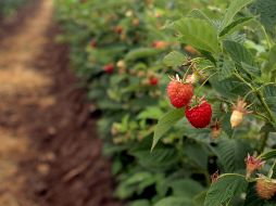 Jalisco dirige expansión de berries al Norte