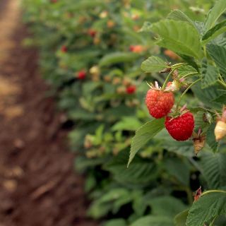 Jalisco dirige expansión de berries al Norte