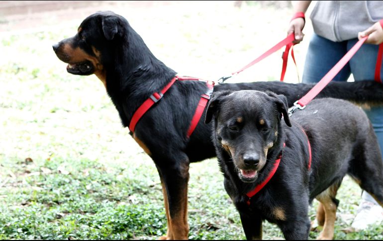 A partir del 4 de mayo, el ayuntamiento impartirá talleres de adiestramiento canino cada sábado . EL INFORMADOR ARCHIVO