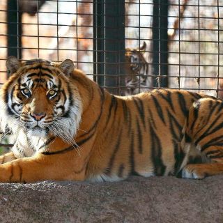 Un tigre ataca a trabajadora de zoológico en EU