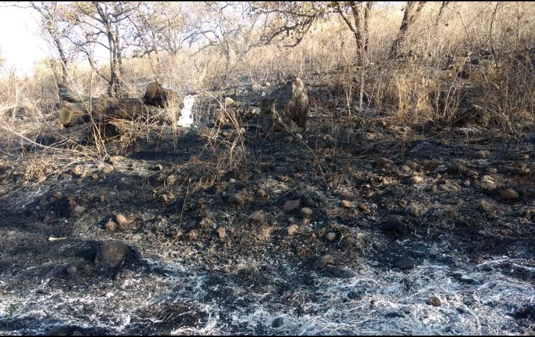 El incendio afectó un área aproximada de dos hectáreas en la zona forestal del poblado de San Miguel Tateposco. ESPECIAL