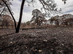 A nivel nacional, Jalisco ocupa el noveno lugar en número de incendios y el decimoséptimo lugar en superficie afectada. ESPECIAL
